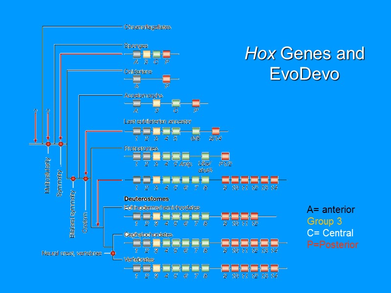 Hox Genes and EvoDevo A= anterior Group 3 C= Central P=Posterior Hox Genes and EvoDevo A= anterior Group 3 C= Central P=Posterior